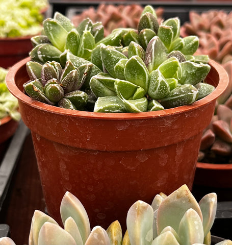 Faumatium Hybrid