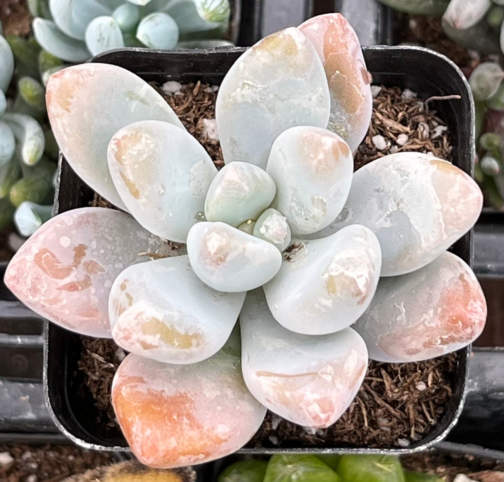 blue haze succulent care Pachyphytum Blue Haze