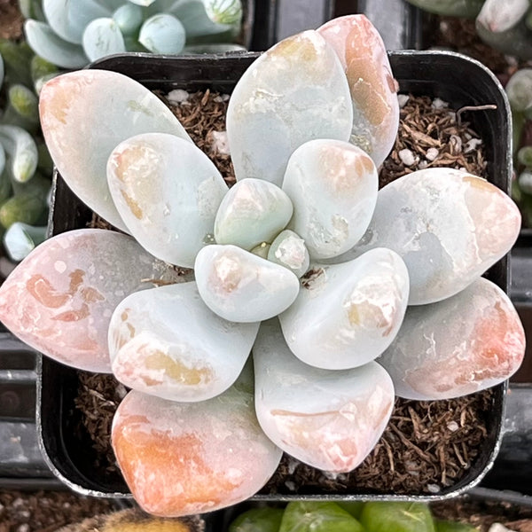 blue haze succulent Pachyphytum Blue Haze