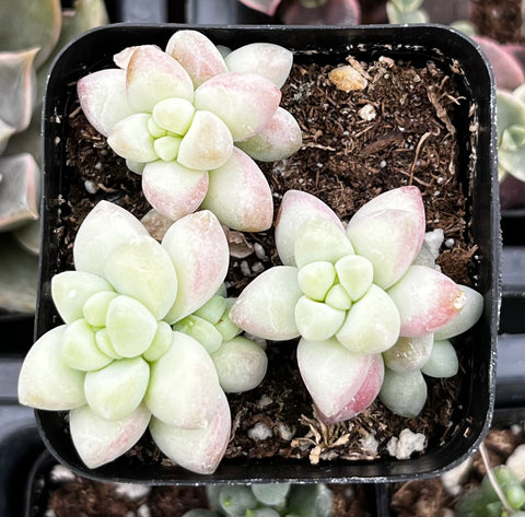 Sedum Donkey's Tail