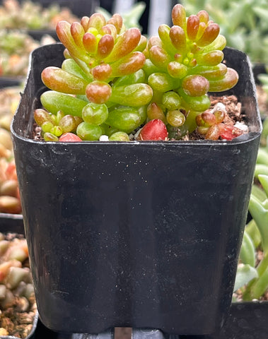 Sedum Mini Jelly Bean