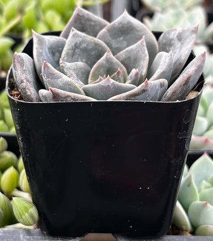 Echeveria Dark Moon