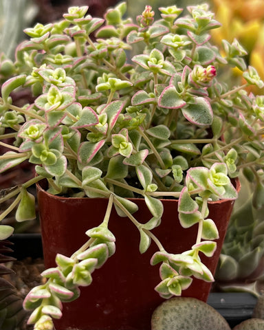 succulent little missy Sedum Little Missy