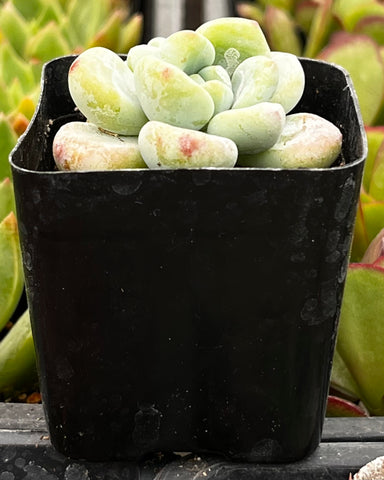 Sedum Clavatum