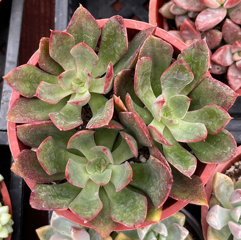 Echeveria Ana Lu