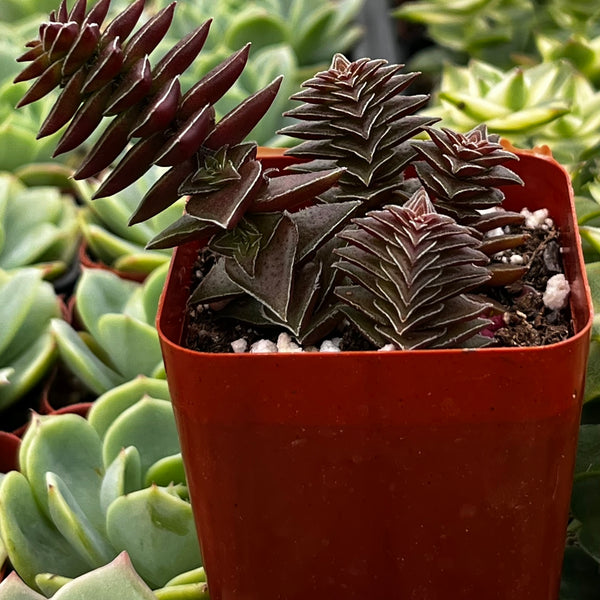 pagoda succulent Crassula Pagoda Village