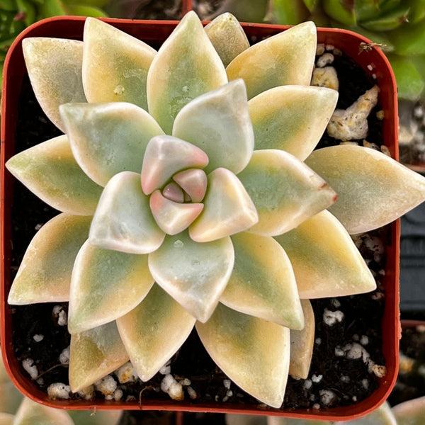 variegated ghost succulent Variegated Ghost Plant