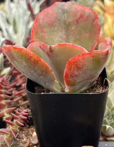 Echeveria Pink Ruffle