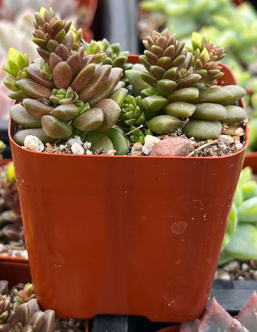 succulent little gem Cremnosedum Little Gem