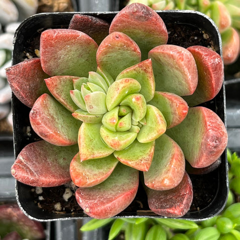 chanel plant pot Graptoveria Chanel