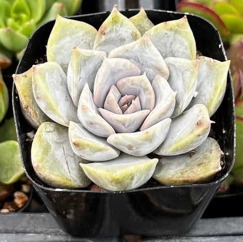 Echeveria Orion