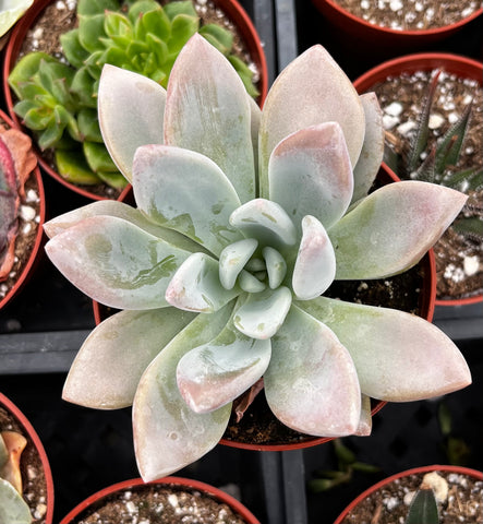 opal succulent Buy Graptoveria Opalina