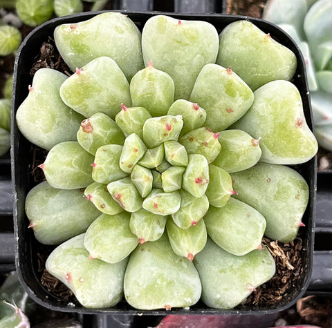 Echeveria Irish Mint