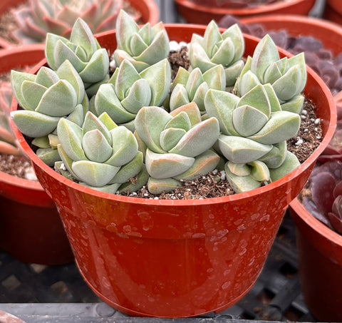 Crassula Moonglow