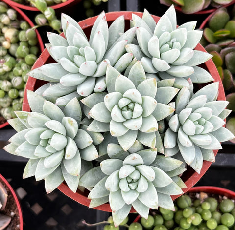 misty lilac succulent Echeveria Lilac Mist
