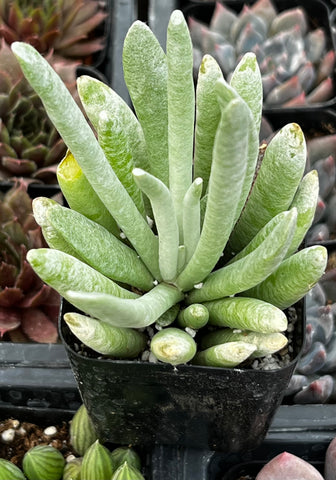 woolly senecio succulent Senecio Woolly