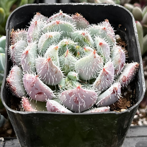 setosa succulent Echeveria Setosa Var. Deminuta