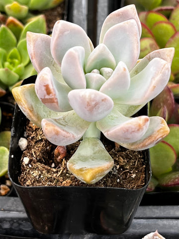 Graptosedum Ghosty