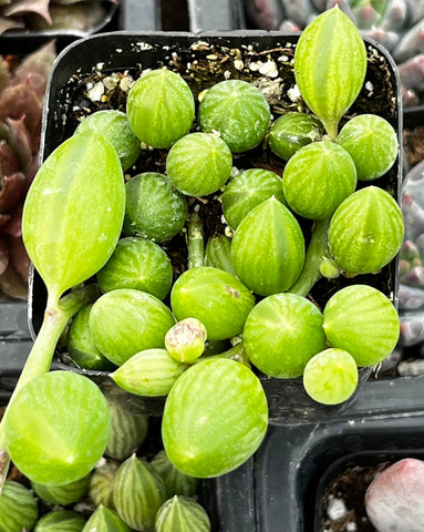 watermelon plant succulent String of Watermelons