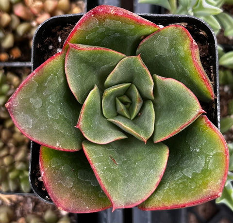 Echeveria Paso Doble