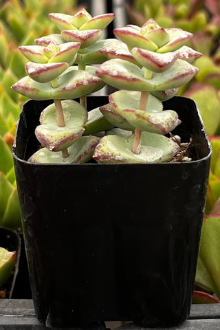Crassula String of Buttons