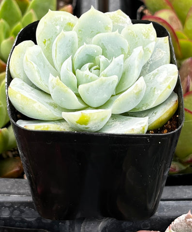 Echeveria Elegans Mexican Snowball