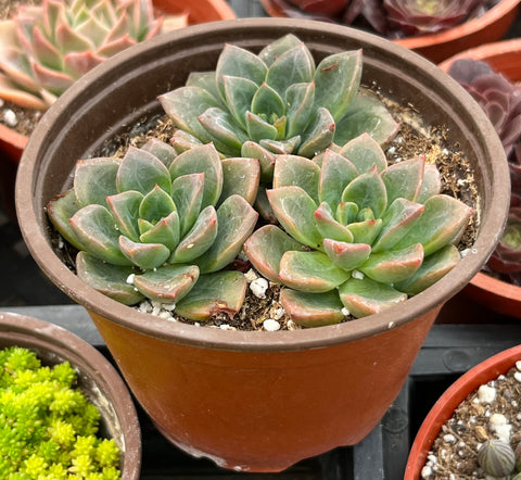 Sedum Spring Glow