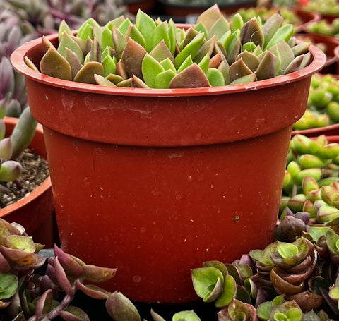 Purple Anacampseros