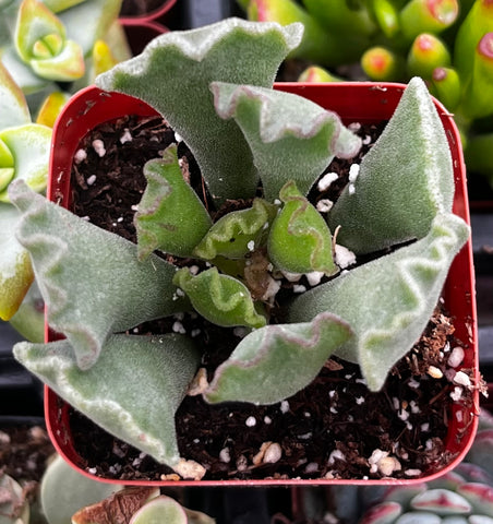 crinkle leaf succulent Crinkle Leaf Succulent