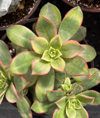 aeonium kiwi succulent care Buy Aeonium Kiwi
