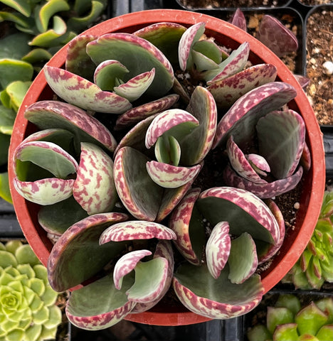 Kalanchoe Humilis Desert Surprise