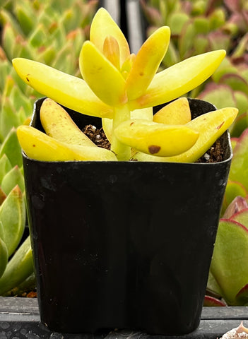 Sedum Coppertone