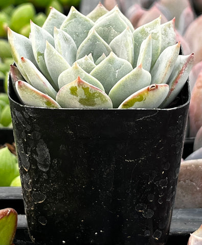 echeveria white rose succulent Echeveria White Rose