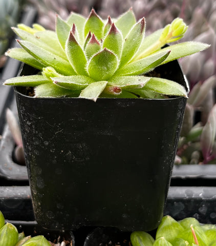 spring beauty succulent Sempervivum Spring Beauty