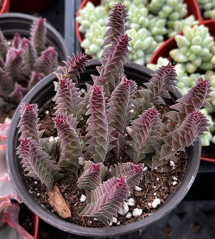 pagoda succulent Crassula Pagoda Village