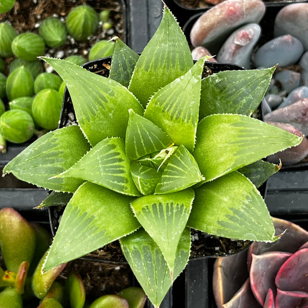 hiawatha succulent Haworthia Retusa Acuminata