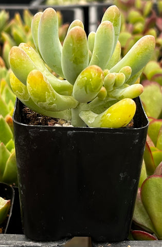 Stonecrop Jelly Bean