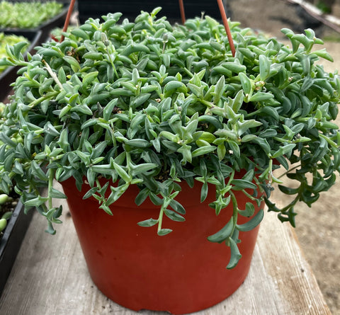 Hanging String of Dolphins 8