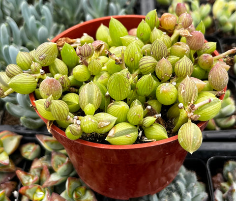 succulent watermelon String of Watermelons