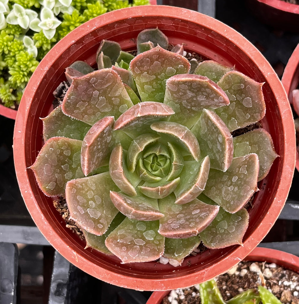 Echeveria Carmencita