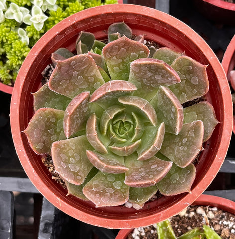 Echeveria Carmencita
