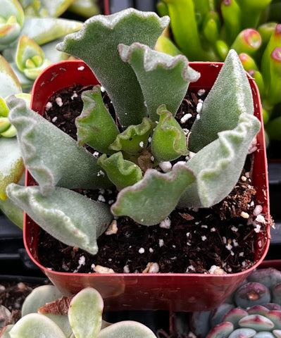 amazon succulent Crinkle Leaf Succulent