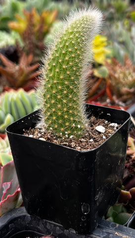 Monkey Tail Cactus