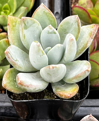 Graptoveria 'Grim One'