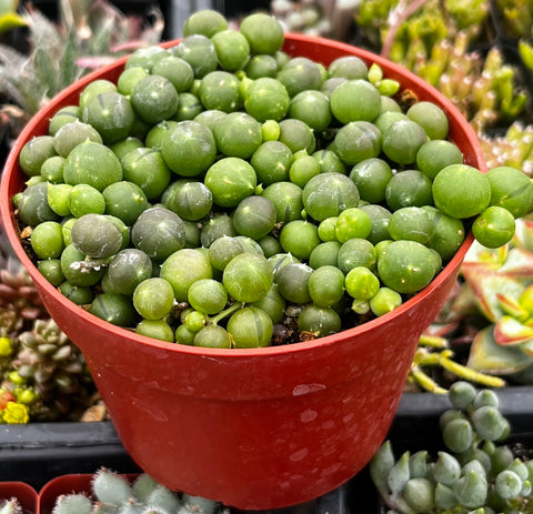 succulent string of pearls String of Pearls