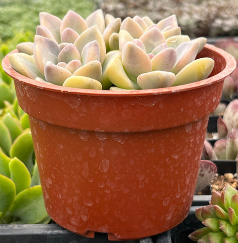 Variegated Ghost Plant