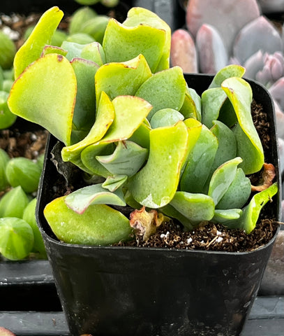 wavy succulent plant Ruffle Jade