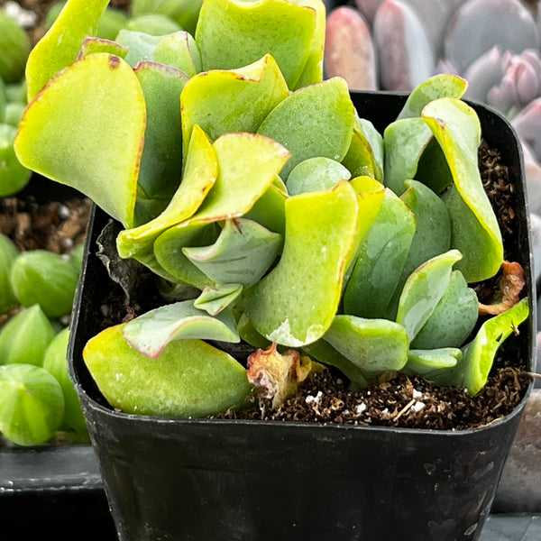 fluted jade plant Ruffle Jade