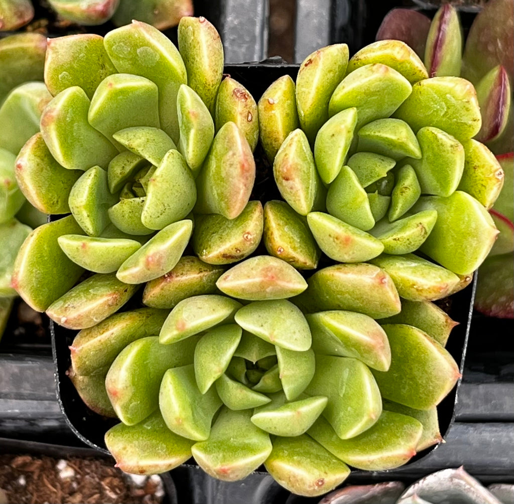 Echeveria Green Wheel