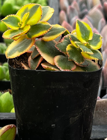 succulents with serrated leaves Crassula Sarmentosa